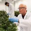 cannabis medical nouvelle zeland