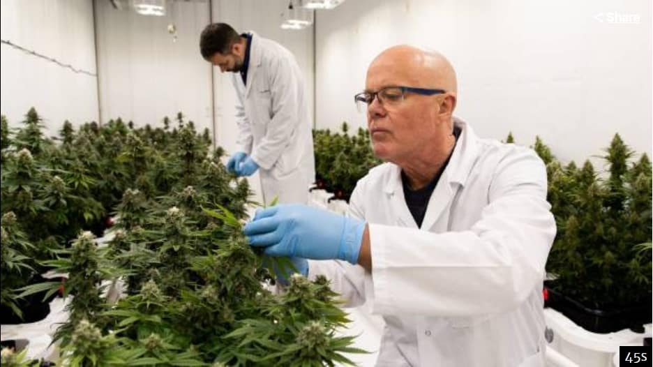 cannabis medical nouvelle zeland