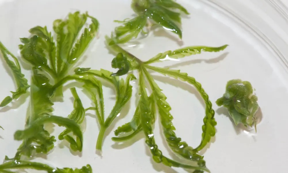 The Scientist Who Identified THC Is Now Working on Synthetic Cannabinoids nouvelles therapies