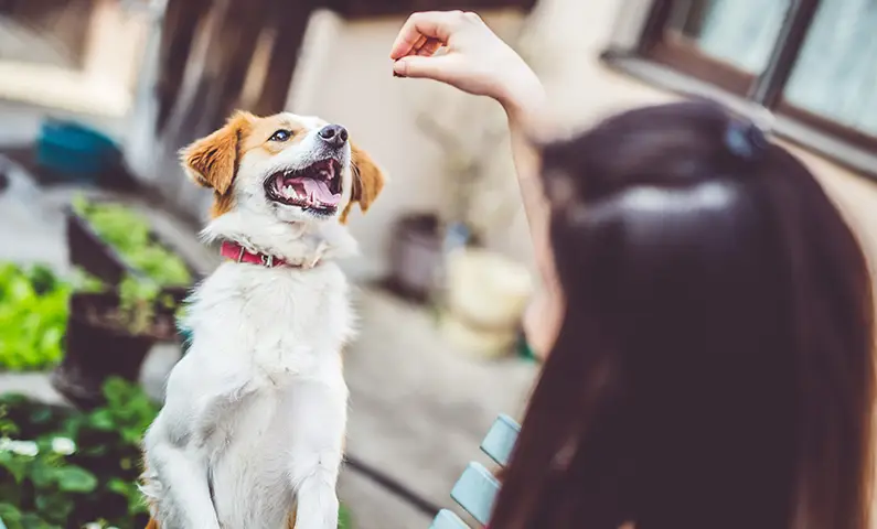 VetsHere Photos Blog CBD for Pets