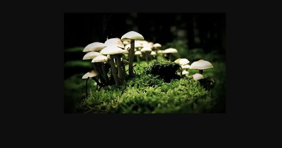 champignon cannabis
