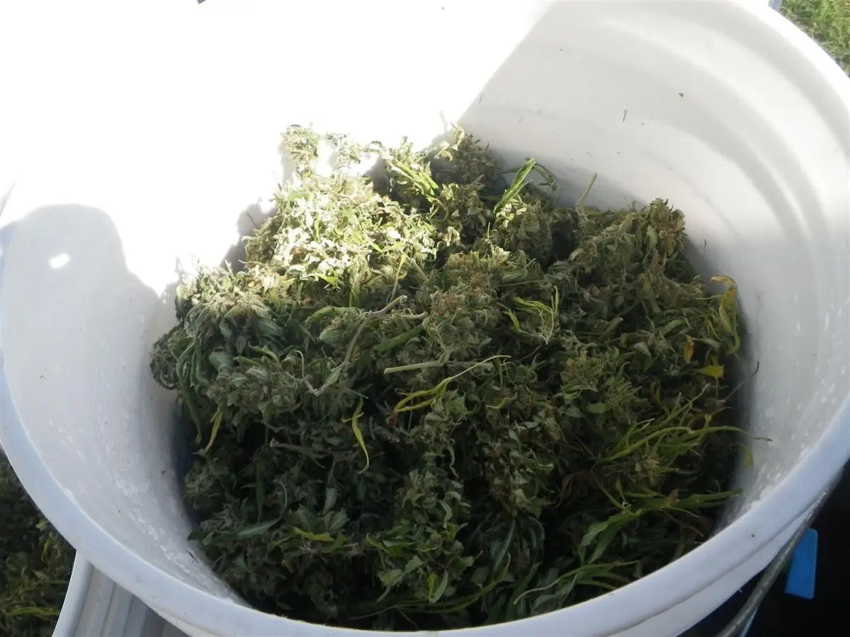gumby hash 2
