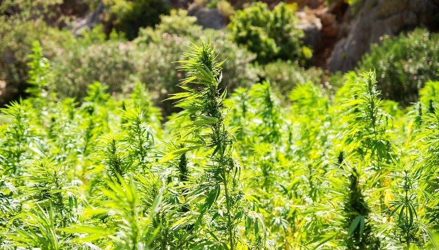 hemp chanvre cannabis