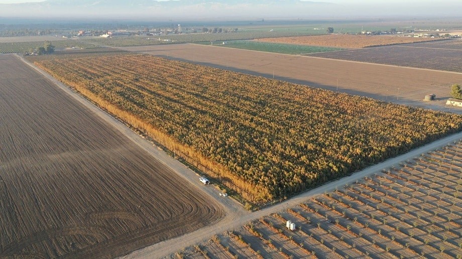 Kern county cannabis