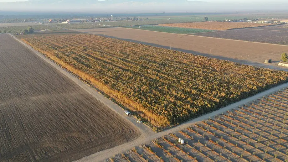 Kern county cannabis
