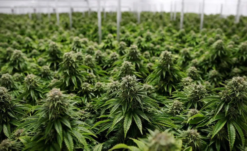 cannabis 1