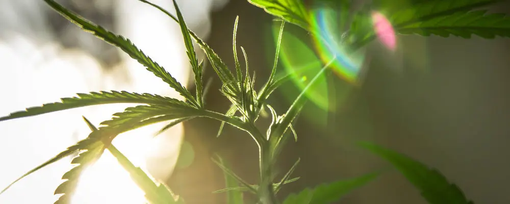 cannabis lumiere plantes cannabis