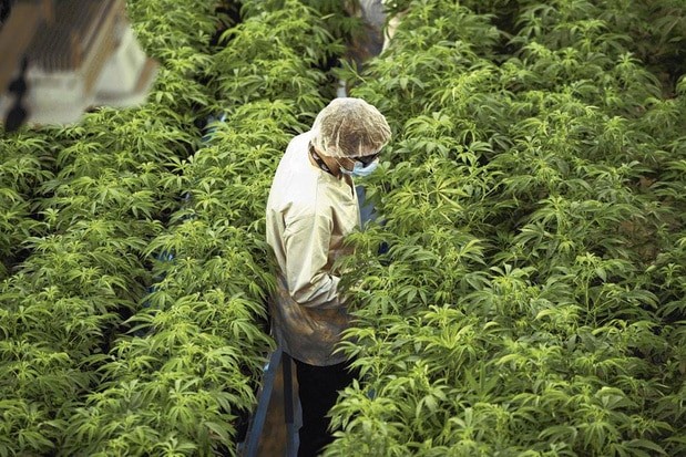 canopy grow culture