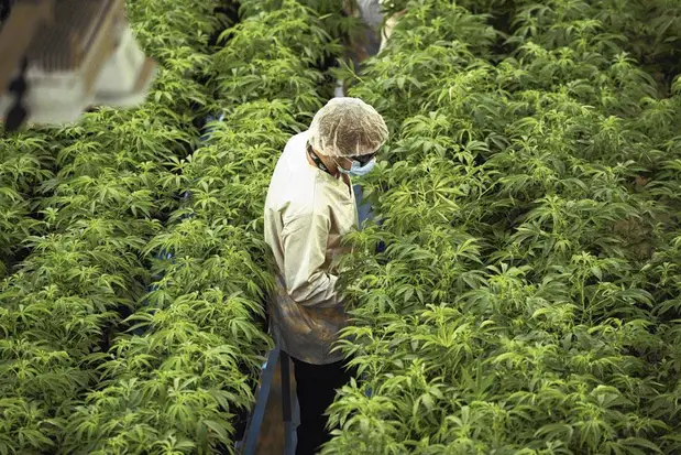 canopy grow culture