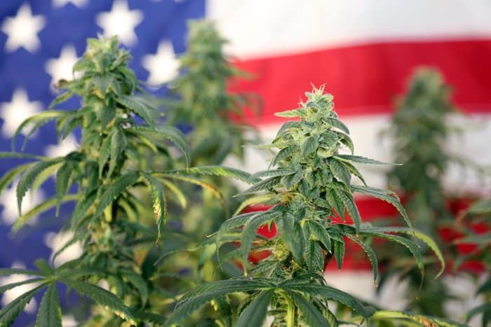 marijuana plants with american flag