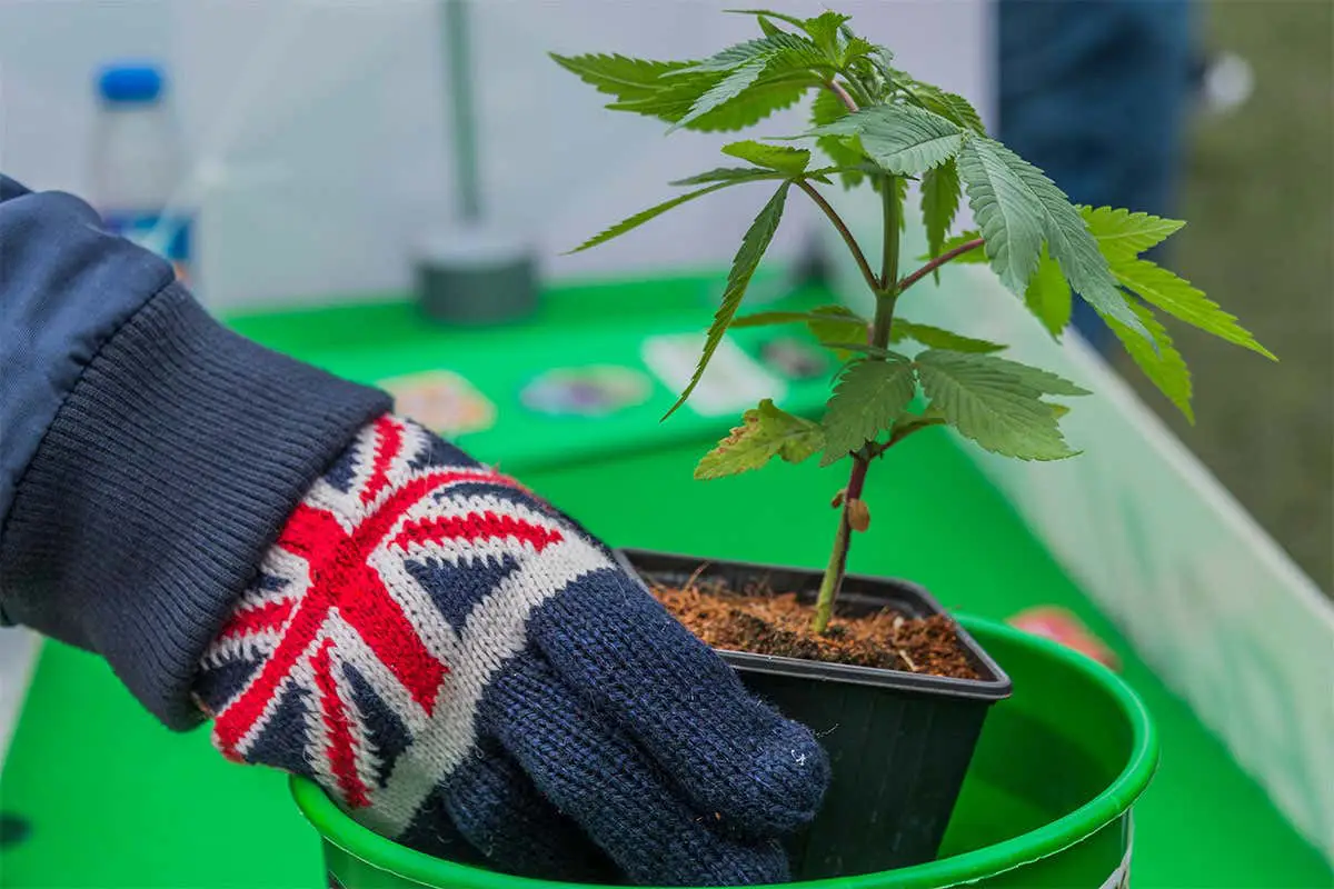 medical cannabis Uk medical cannabis Uk