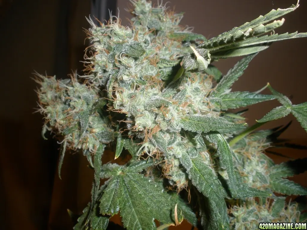 white widow