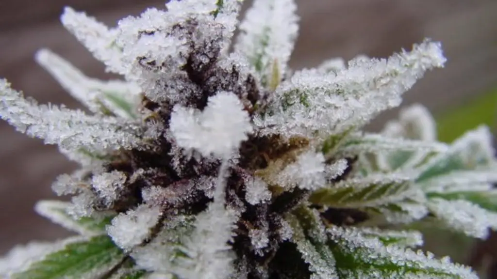 white widow
