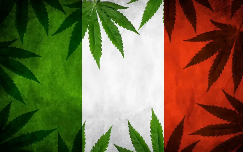 cannabis 2 cannabis 2