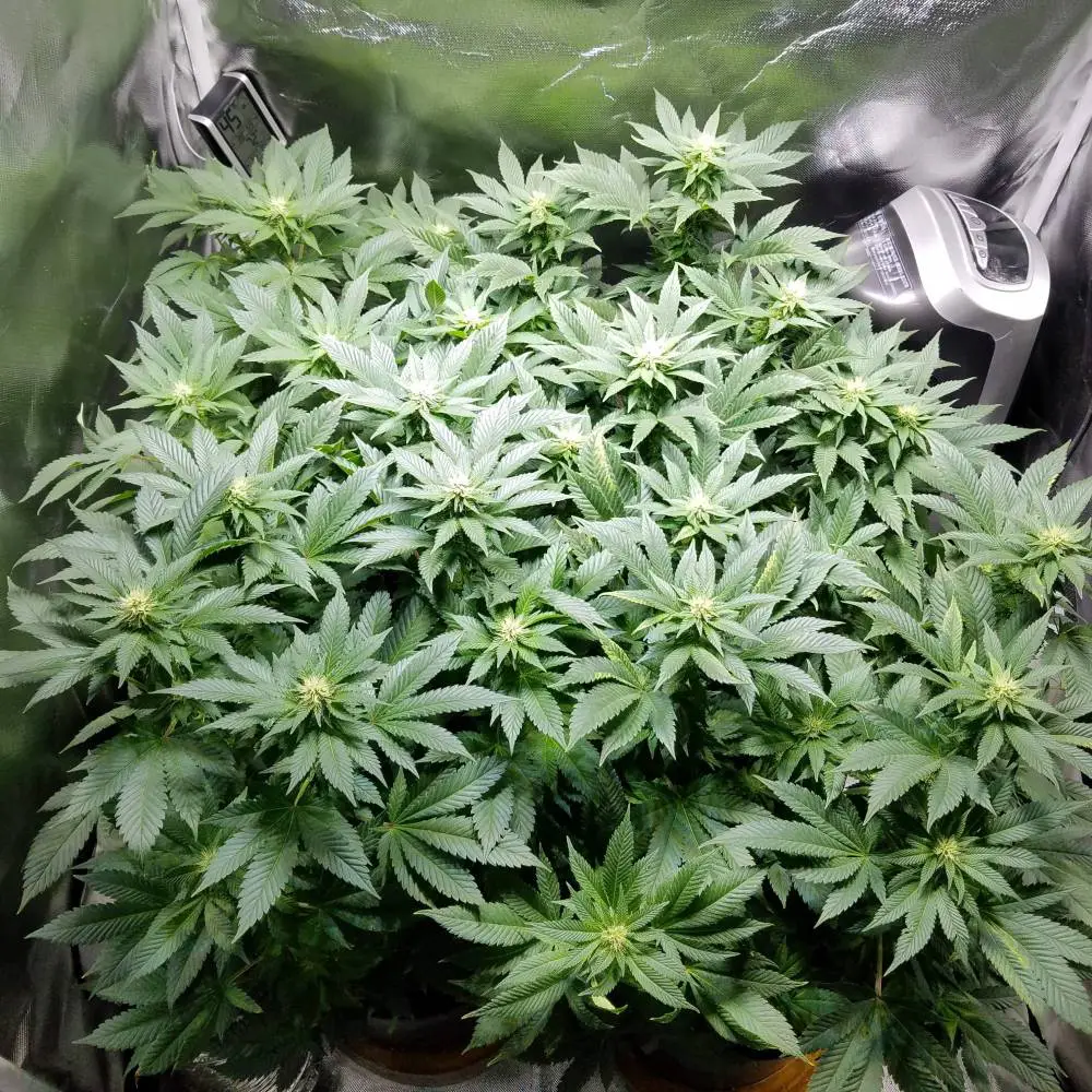 white widow
