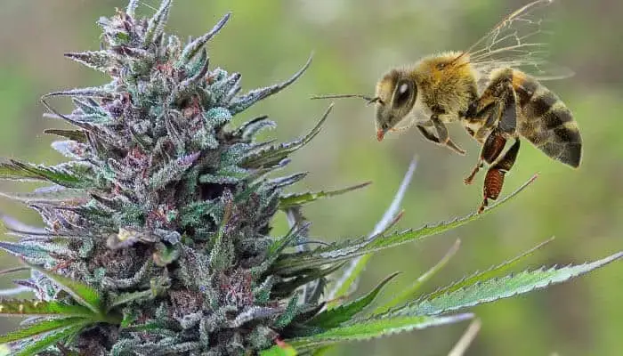 abeille cannabis etats unis