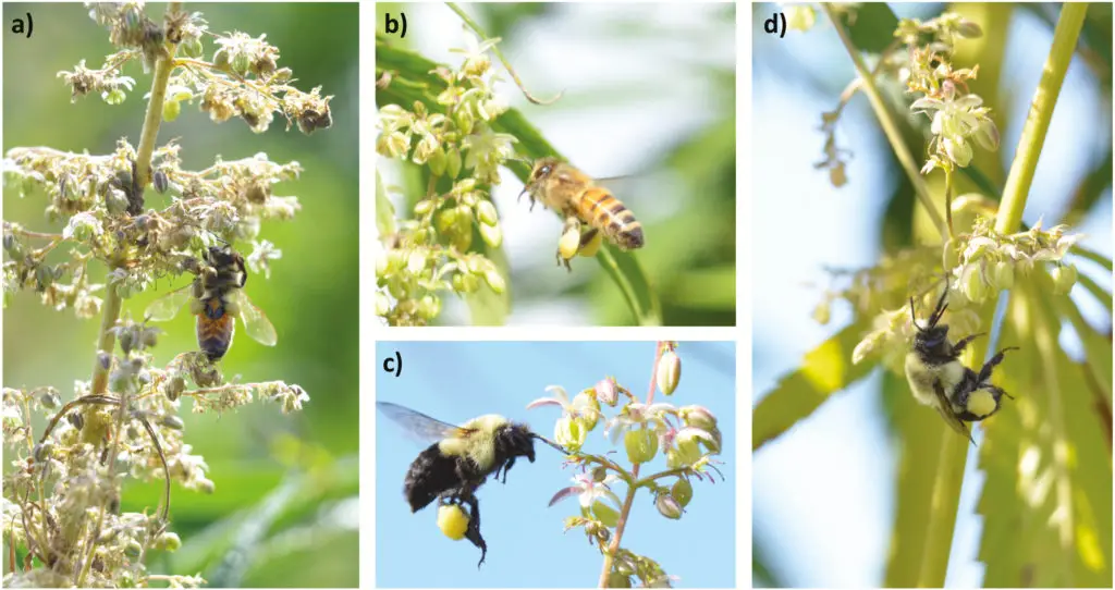 abeille chanvre pollen etats unis