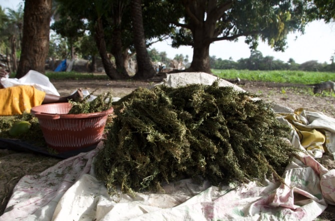 cannabis senegal