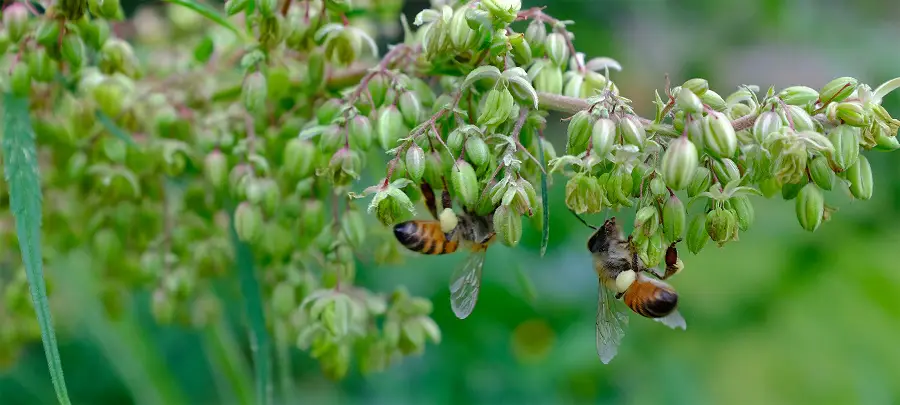 hemp chanvre sauver les abeilles