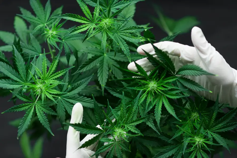 nebraska hemp