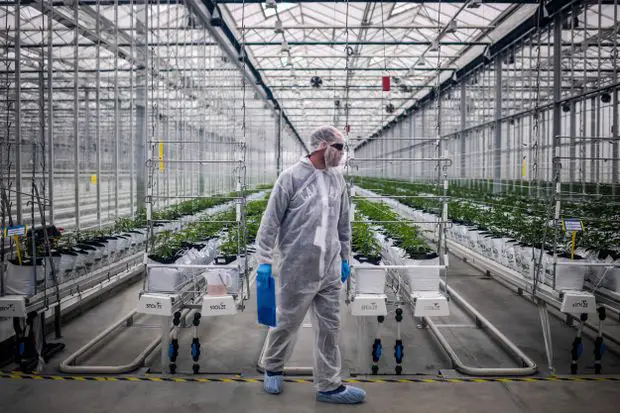 tilray canndoc israel tilray canndoc israel