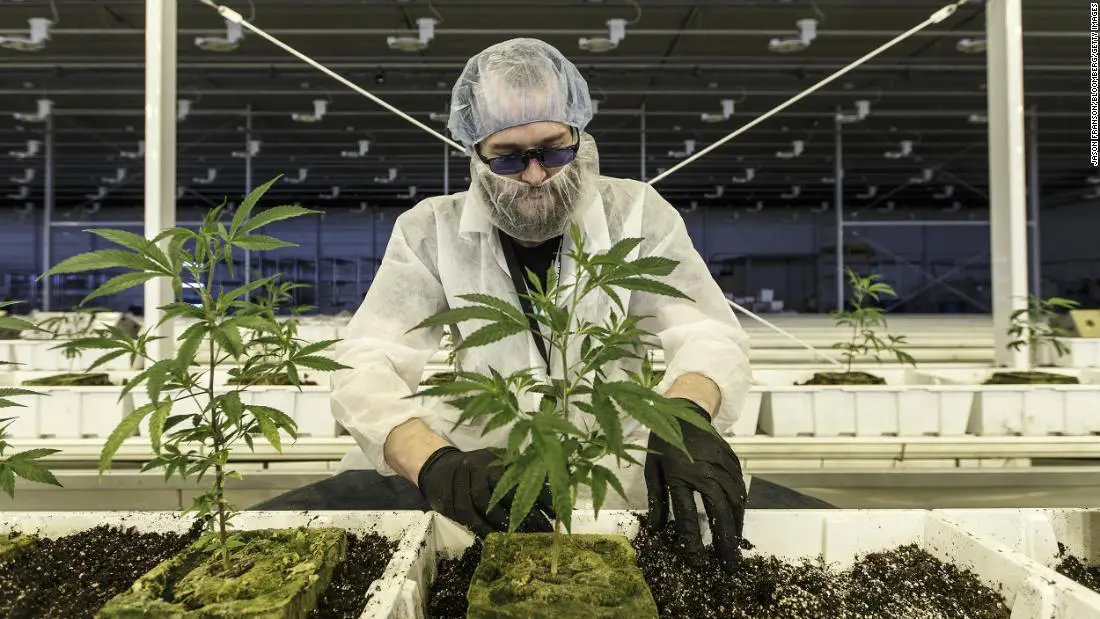 aurora cannabis licenciment