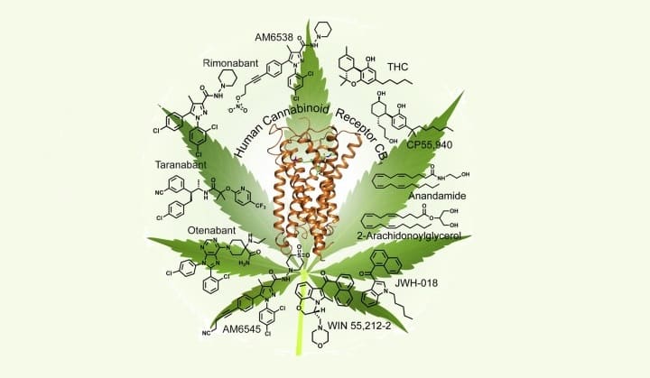 cannabinoides