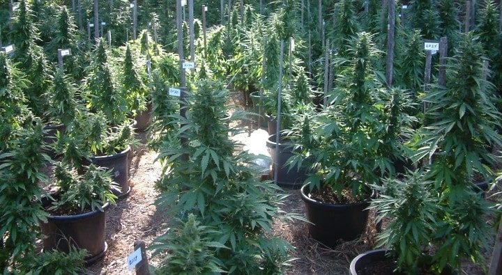 cannabis Medical afrique du sud