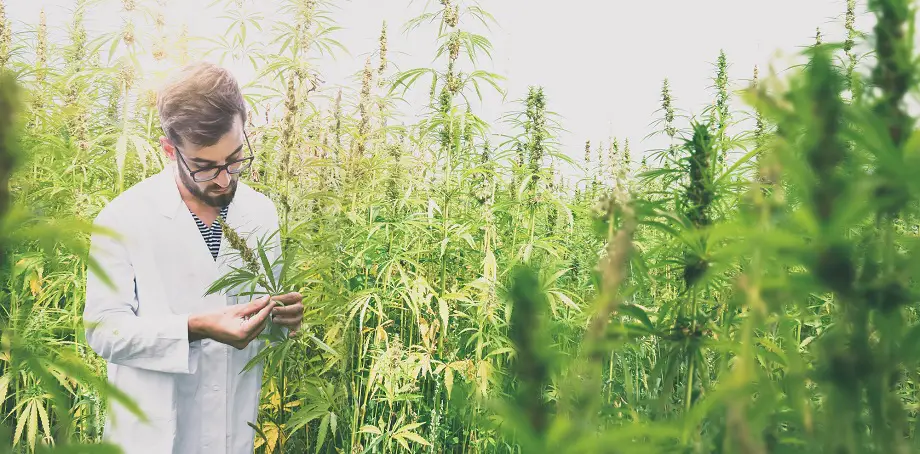 job cannabis industry
