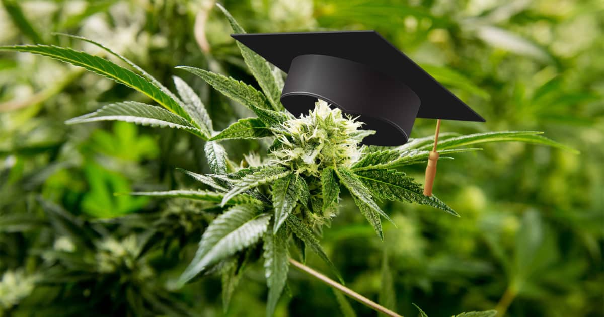 weed college 1200x630 1
