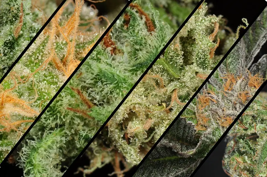 Cannabis souches THCV