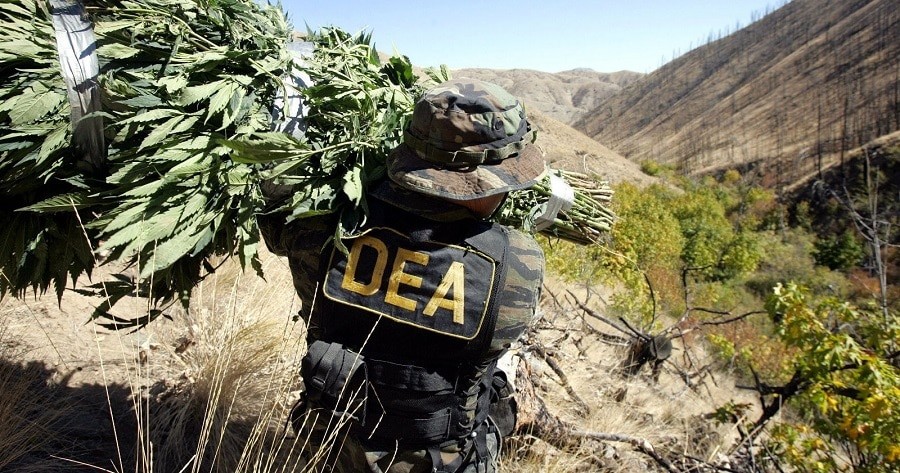DEA Raid hemp marijuana