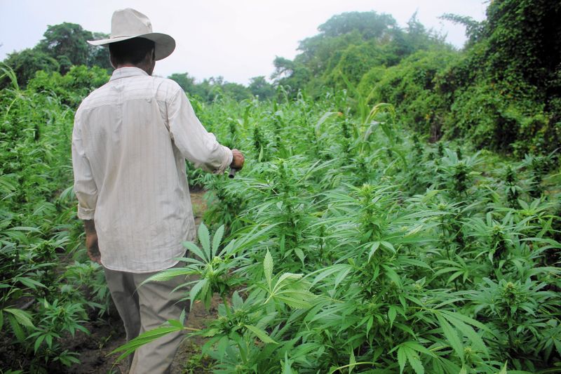 Ugandan Government Signs cannabis
