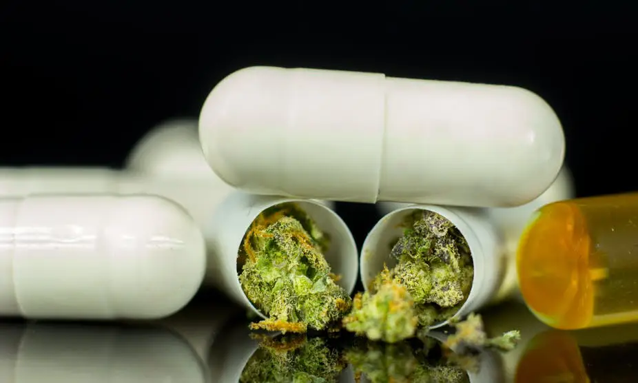 cannabis synthetique cannabis synthetique