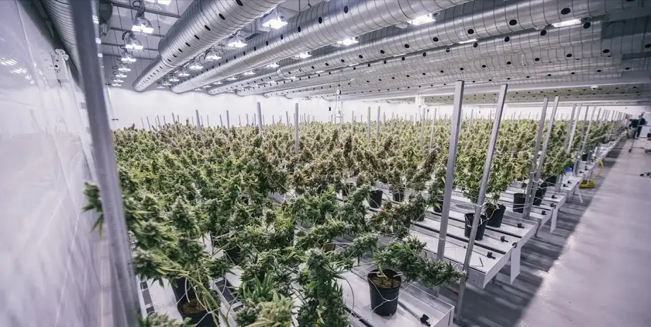 canopy canopy