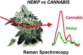 peut etre chanvre cannabis