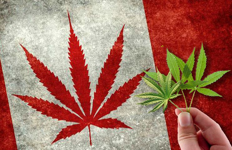 marijuana stocks canada