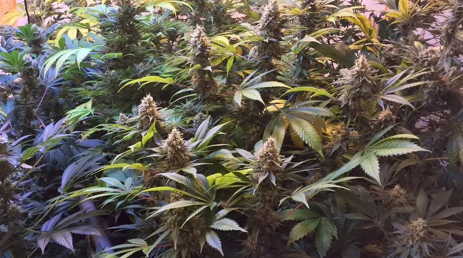 Northern Lights1 1