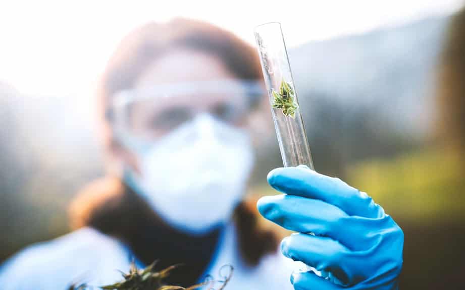 canadian research if cannabis can treat covid 19 symptoms