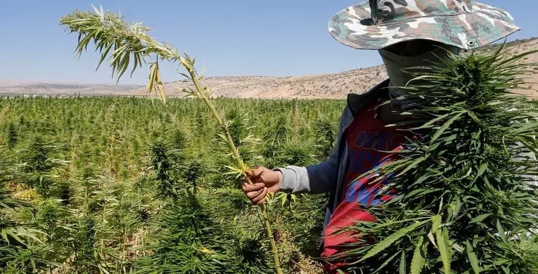 liban 3em producteur de cannabis