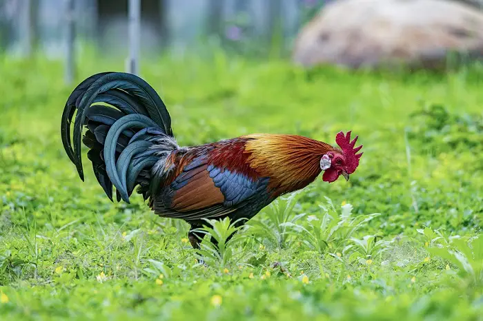poulet chanvre