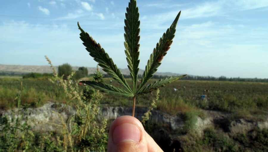Ouzbékistan culture cannabis