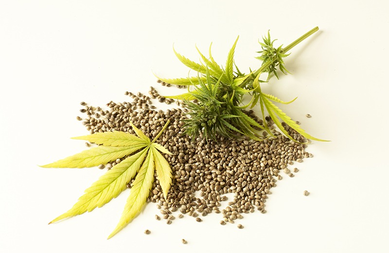 hermaphrodite cannabis plant