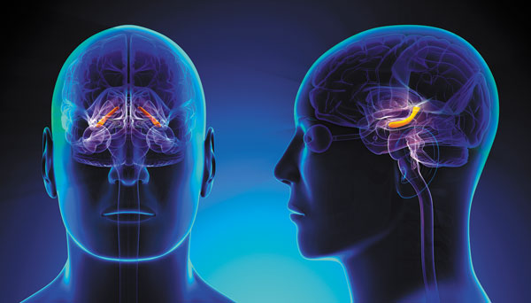 hippocampe cérébral