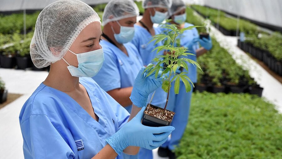 uruguay cannabis exportation