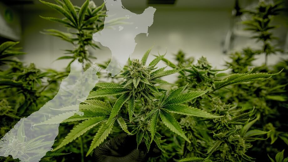 New Zealan Legalisation bill 1