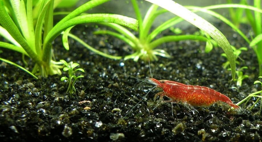 crevette graine de chanvre