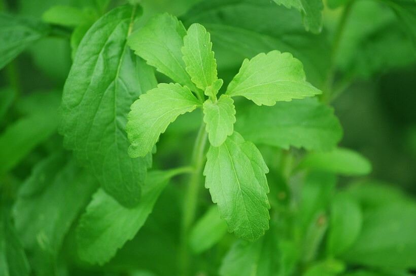 stevia et cannabis