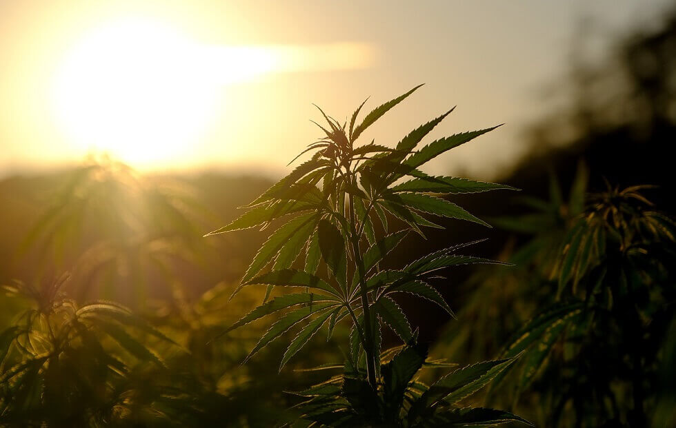 Appellation dorigine controle cannabis 1