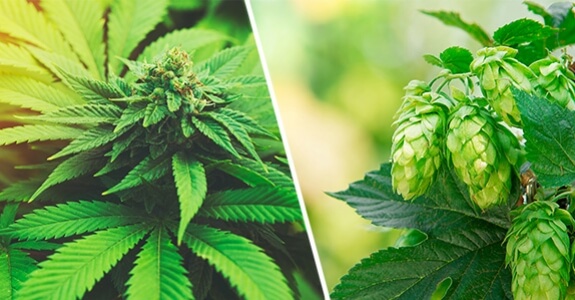 Hashinene et myrcene